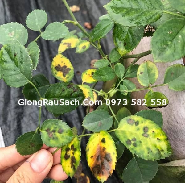 Bệnh đốm đen trên hoa hồng