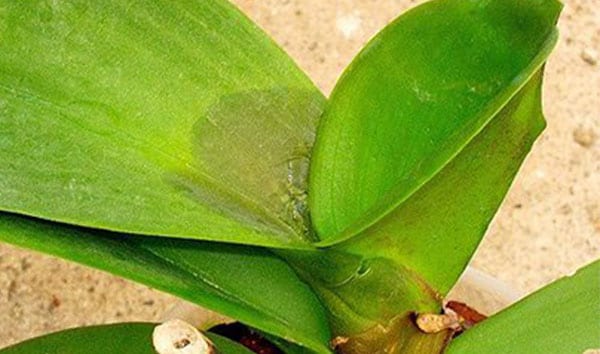 Cách phòng và trị bệnh thối nhũn trên lá và thân hoa lan