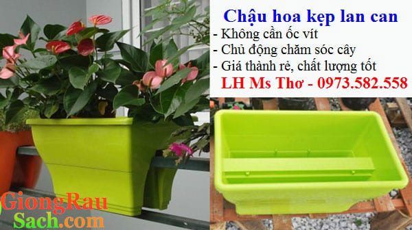 Chau-hoa-kep-hang-rao