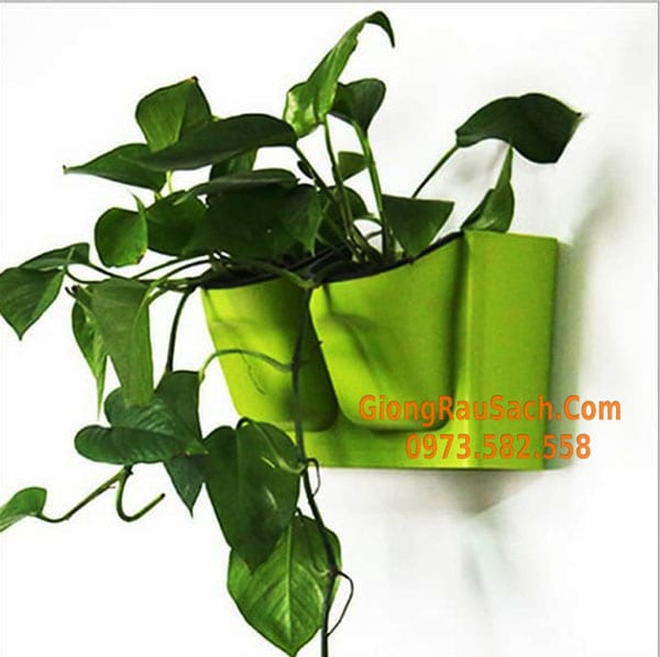 Chậu treo tường cao cấp thông minh trồng hoa, rau cây cảnh
