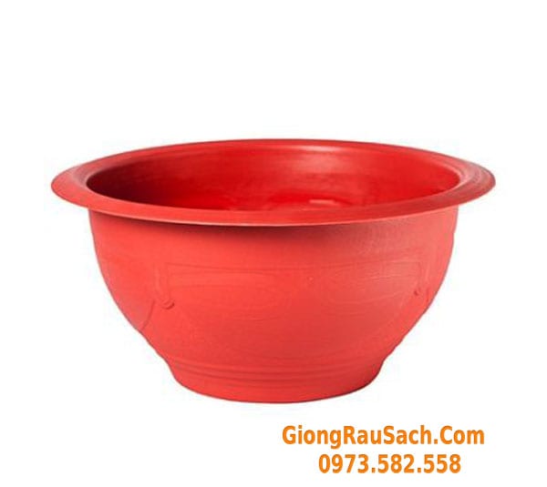 Chậu nhựa trồng cây cảnh, đào quất, cây ăn quả