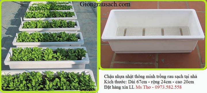 chau-trong-rau-thong-minh