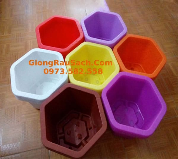 Chậu nhựa trồng cây lục giác