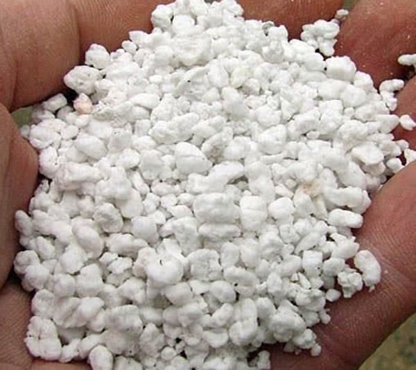 Hạt perlite hay đá trân châu trồng cây