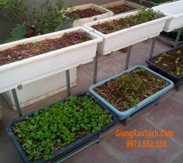 Giàn trồng rau hai tầng chậu 43 chậu 24