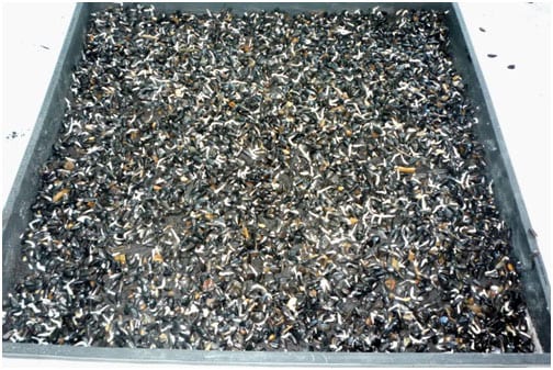 gieo-hat