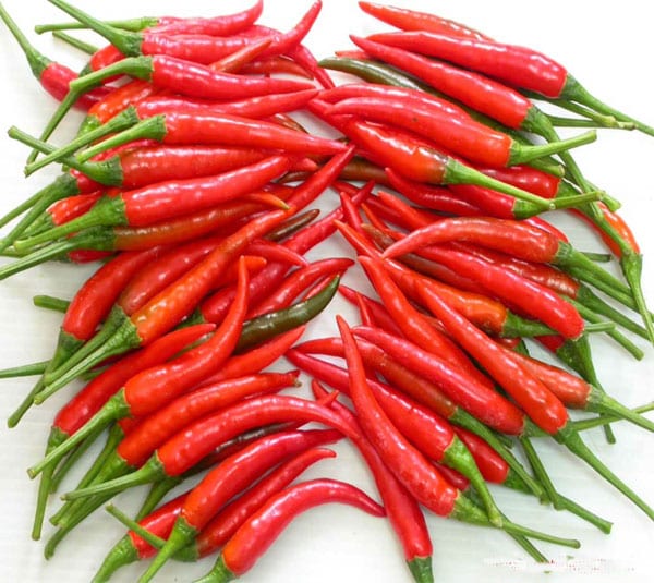 Hạt giống ớt hiểm lai