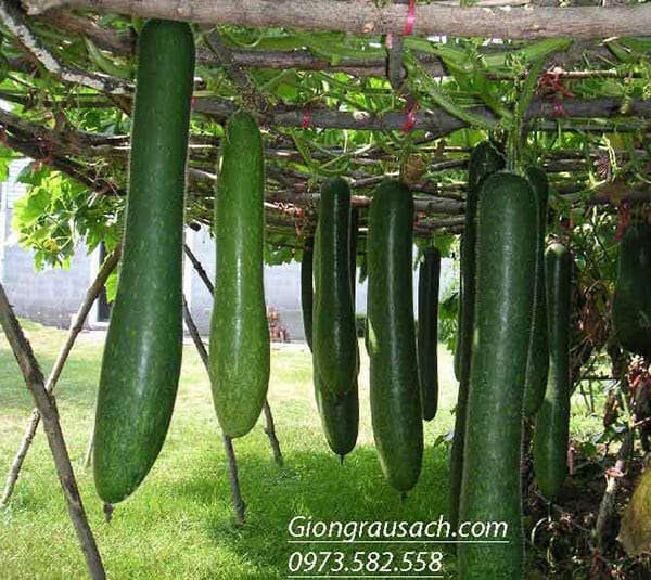 Bí sặt (Bí xanh, Bí đao)