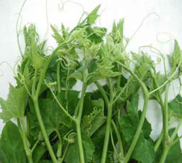 Bí ngô lấy ngọn