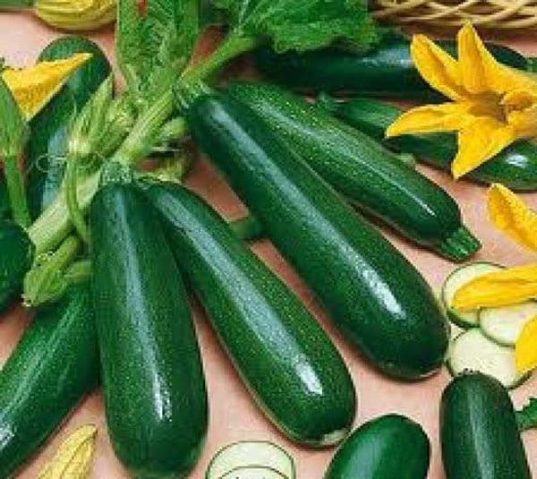 Hạt giống bí ngồi