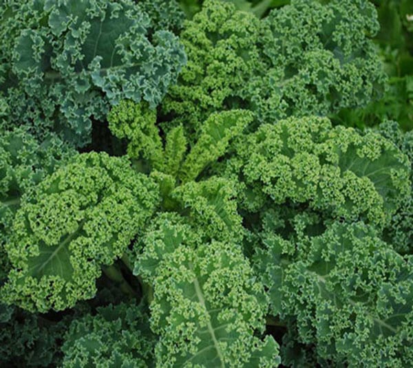 Hạt giống cải Xoăn Kale