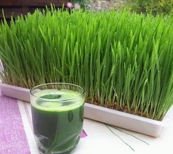 Mầm Lúa Mạch (Cỏ lúa Mỳ)