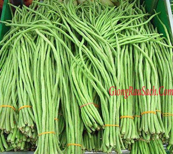 Hạt giống đậu đũa vỏ xanh