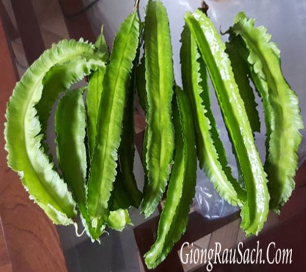 Hạt giống đậu rồng ngắn ngày