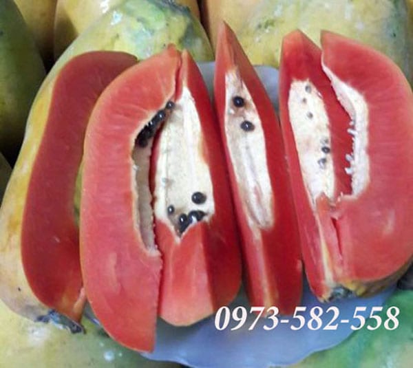 Hạt giống đu đủ lùn ruột đỏ