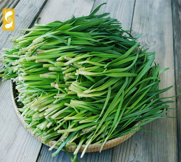Hạt giống hẹ xanh cao sản