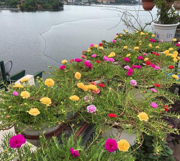 Hoa mười giờ mỹ