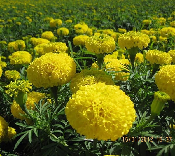 Hoa Vạn thọ hoàng gia
