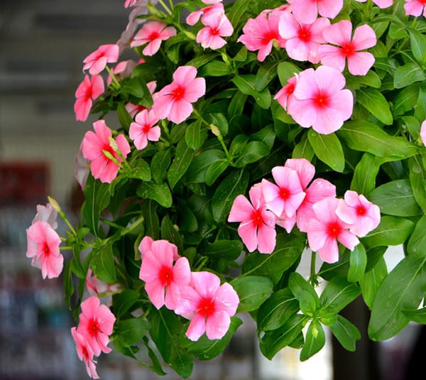 Hoa dừa cạn rủ