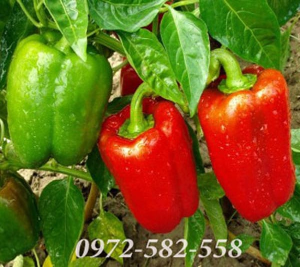 Hạt giống ớt chuông (ớt ngọt)
