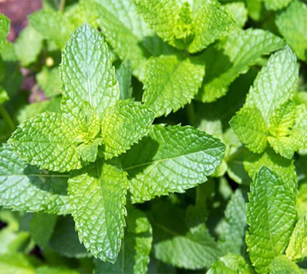 Hạt giống rau bạc hà (mentha)