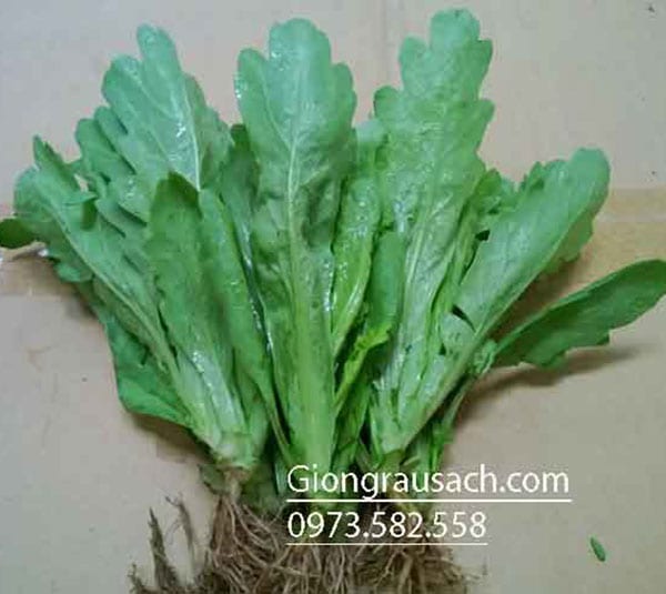 Rau cải cúc nếp