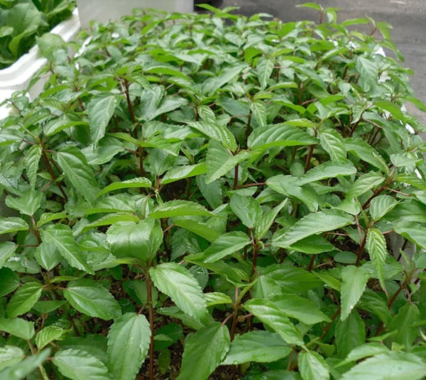 Rau đay tháng mười