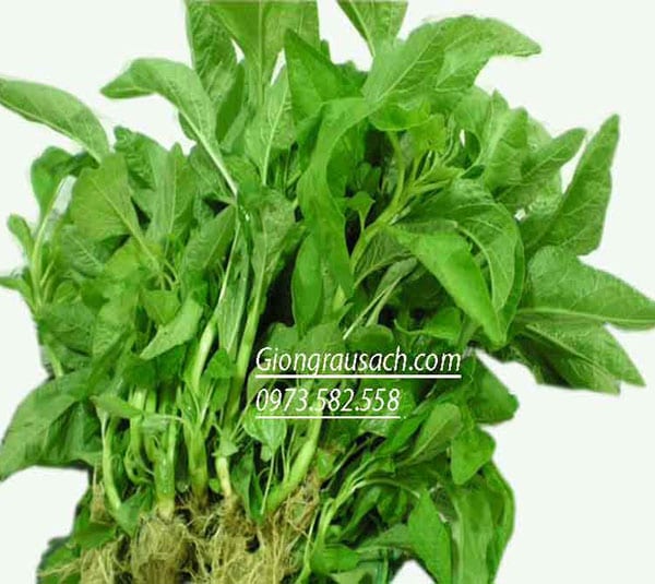 Rau dền lá liễu