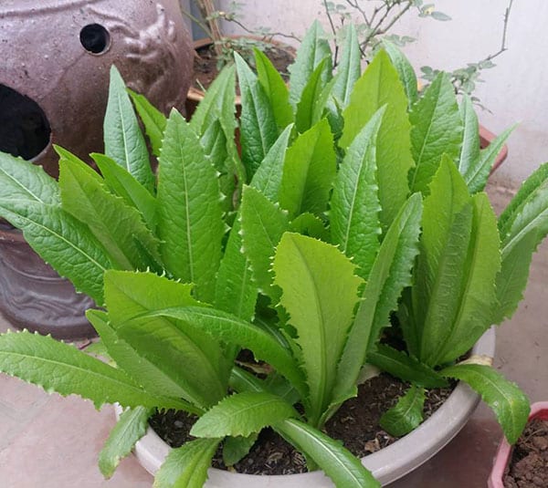 Rau diếp thơm đặc biệt