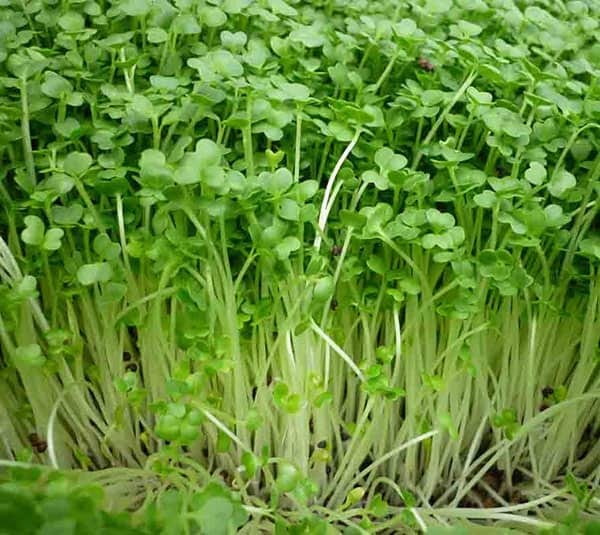 Rau mầm Cải Ngọt