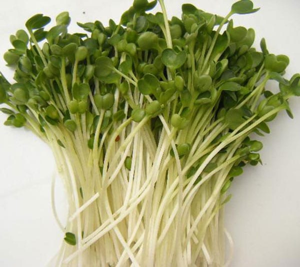 Rau mầm Cải Italy