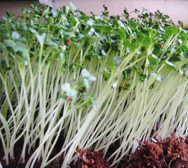 Rau mầm Củ cải trắng