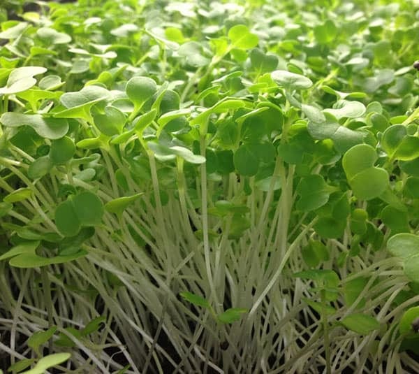 Rau mầm Cải Đà Lạt