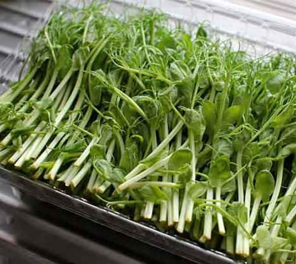Hạt giống rau mầm Đậu Hà Lan