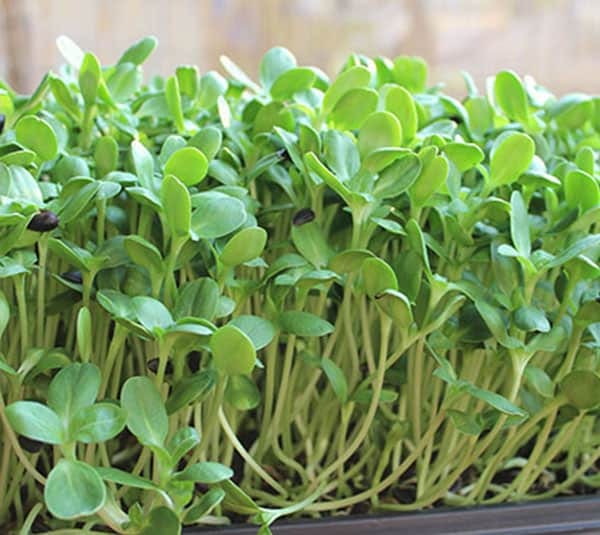 Rau mầm hướng dương