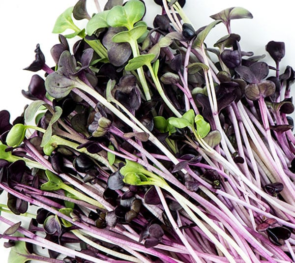 Hạt giống rau mầm Madaly