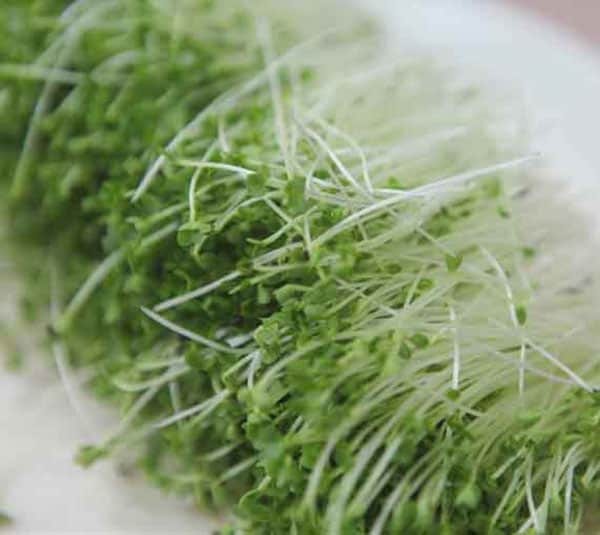 Hạt giống rau mầm súp lơ xanh