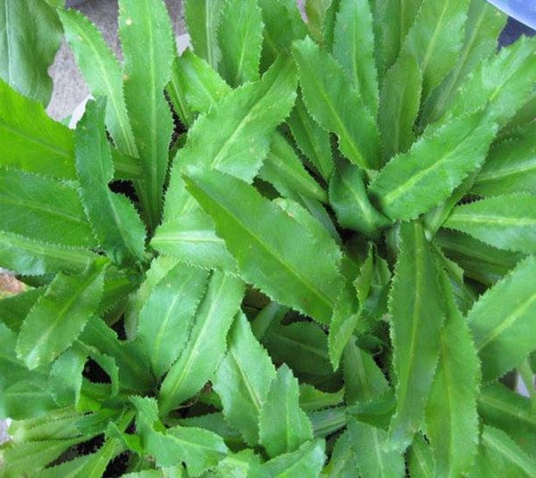 Rau mùi tàu