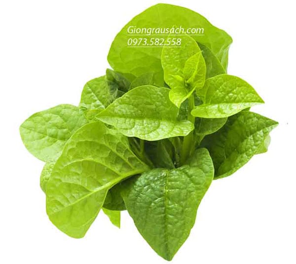 Rau mồng tơi