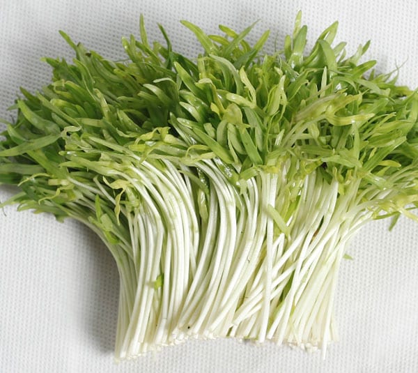 Hạt giống rau muống mầm