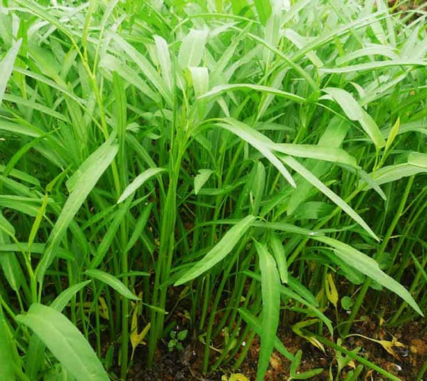 Rau muống trắng