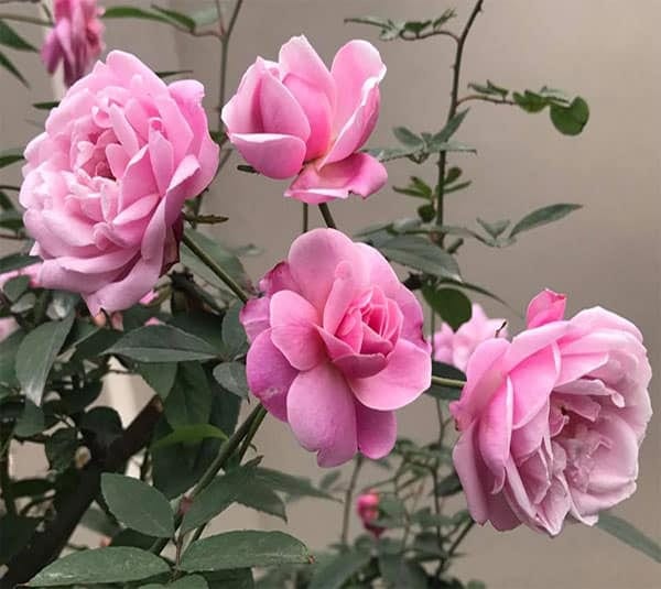 Hướng dẫn cách trộn đất trồng hoa hồng