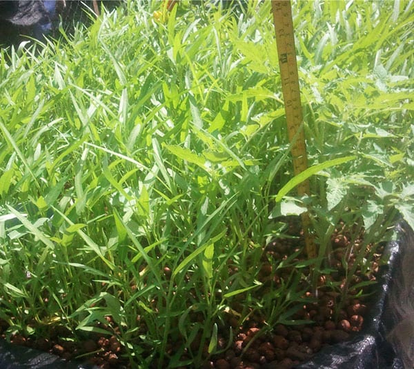 Hướng dẫn cách làm mô hình Aquaponics trồng rau nuôi cá dễ dàng, đơn giản với vật tư cực rẻ