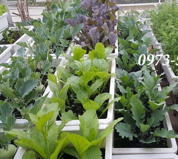 Kệ trồng rau sạch tại nhà và hướng dẫn làm giá kệ để chậu khay trồng rau