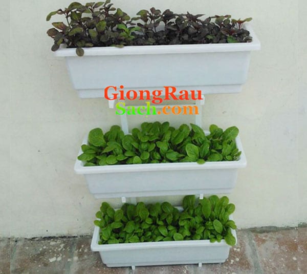 Kệ trồng rau sạch, rau mầm tại nhà cao cấp bằng INOX 3 tầng ốp tường giá rẻ
