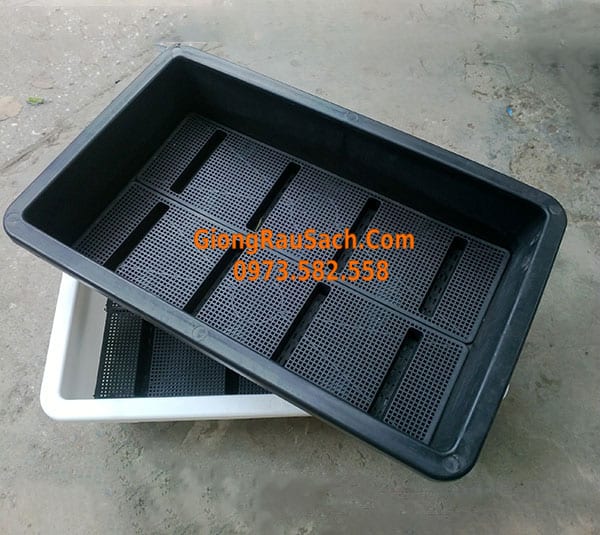 Khay nhựa trồng rau sạch, rau mầm thông minh tại nhà