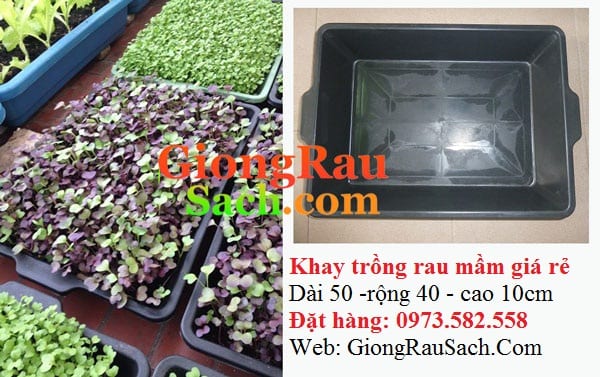 Khay-trong-rau-mam-gia-re