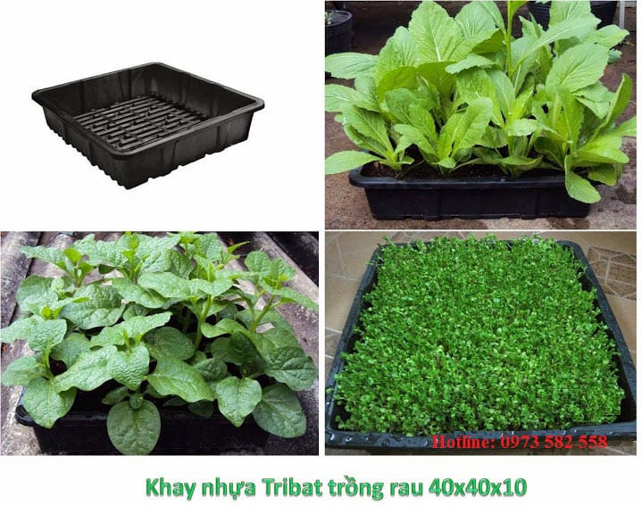 khay-trong-rau-sach