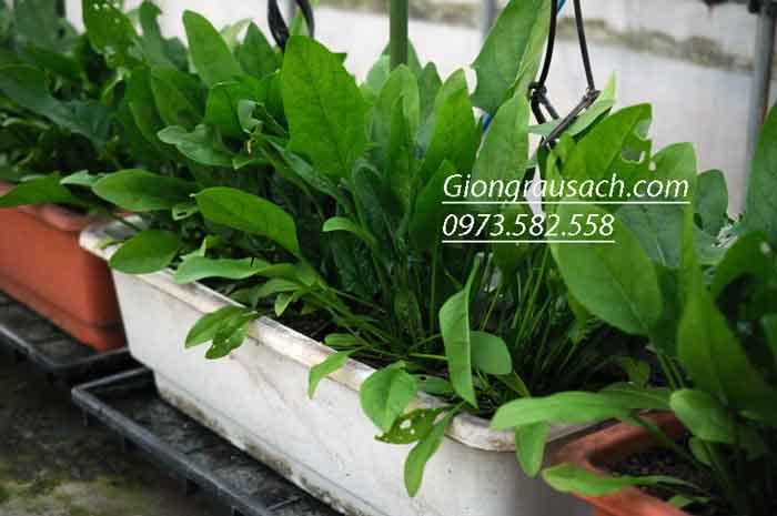 Ky-thuat-trong-rau-cai-bo-xoi-trong-chau