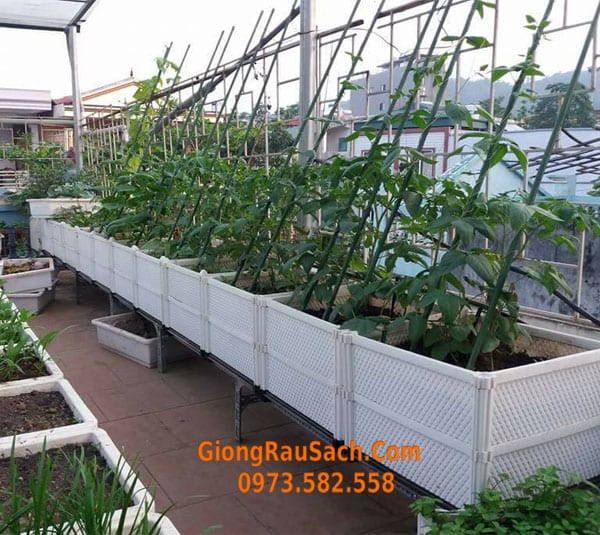 Làm vườn tại nhà